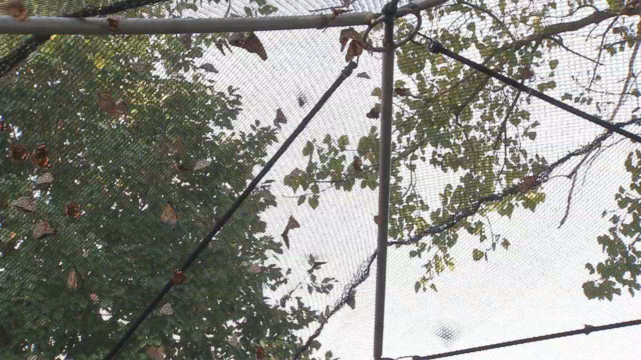 MONARCH FESTIVAL 10VO.transfer_frame_0.jpg